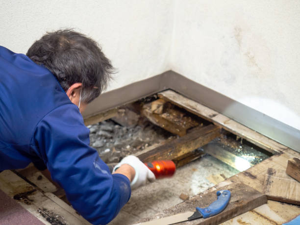 Trusted Leadington, MO Mold Removal Experts