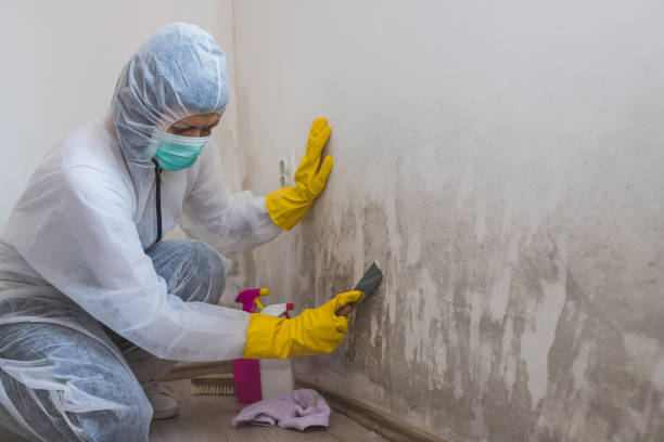 Best Attic Mold Removal  in Leadington, MO