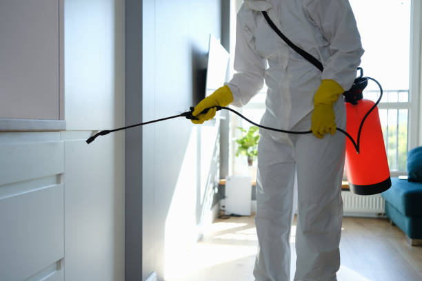 Best Same-Day Mold Removal  in Leadington, MO