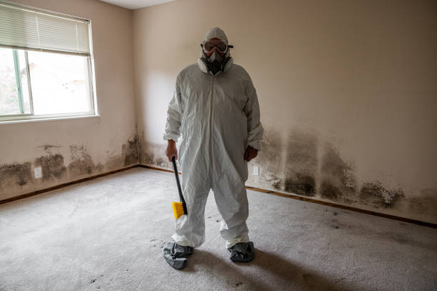 Best Toxic Mold Removal  in Leadington, MO