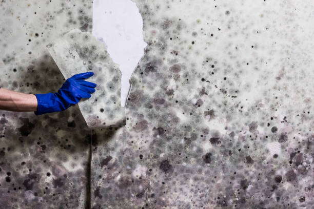 Best Affordable Mold Removal  in Leadington, MO